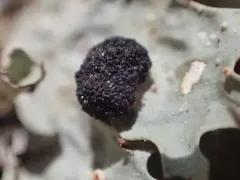 Verrucoccum spribillei thumbnail 1