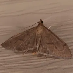 Anania mysippusalis thumbnail 3