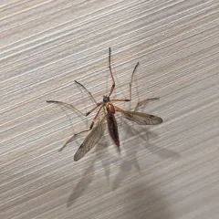Tiger Cranefly thumbnail 3