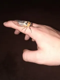 Plains Cicada thumbnail 4
