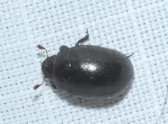 Slime flux beetle thumbnail 2