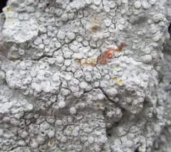Rimmed Wart Lichen thumbnail 4