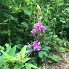 showy tick-trefoil thumbnail 3