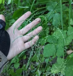Tufted Tall Mannagrass thumbnail 3