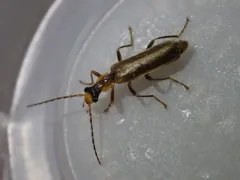 Dichelotarsus cavicollis thumbnail 4