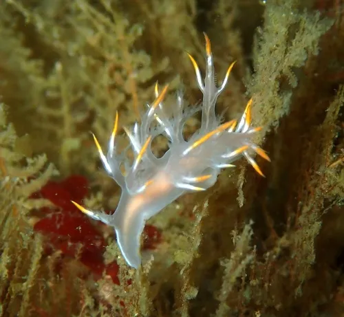 White Dendronotus