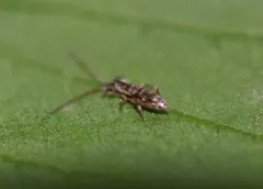 Pogonognathellus elongatus thumbnail 3
