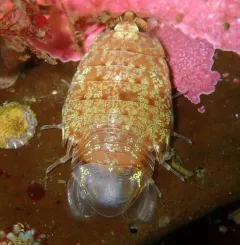 Rocinela belliceps thumbnail 1
