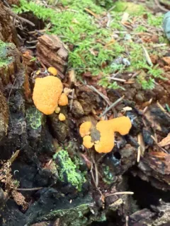 Tubifera montana thumbnail 4