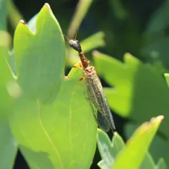 Agulla unicolor thumbnail 4