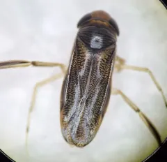 Corisella decolor thumbnail 2