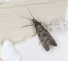 Speckled Black Pyla Moth thumbnail 3
