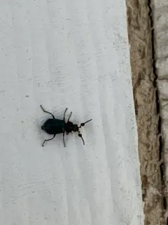 Hairy Soft-winged Flower Beetle thumbnail 3