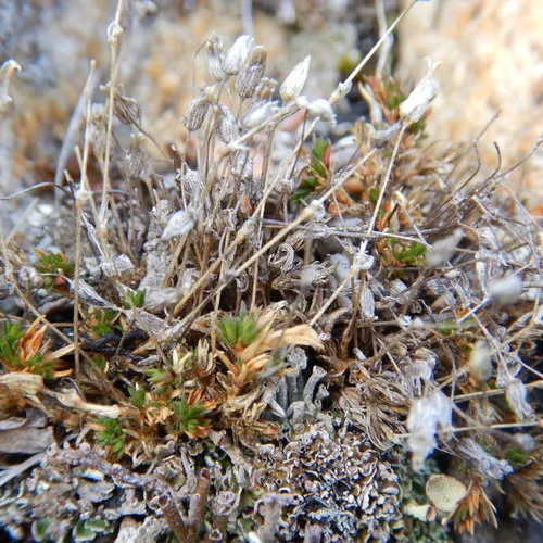 Beautiful Sandwort