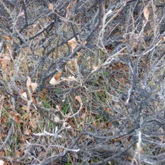 Alaska willow thumbnail 2