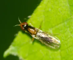 Psila collaris thumbnail 4