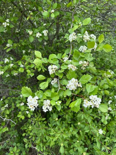 Battle Creek Hawthorn