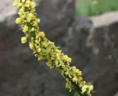 Dark Mullein thumbnail 4