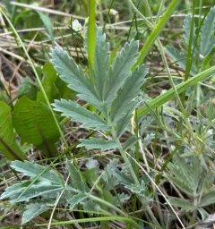 Woolly Cinquefoil thumbnail 1