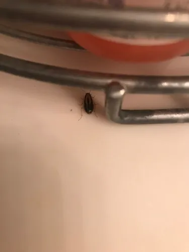 Three-lined Cockroach