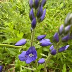 Broadleaf Speedwell thumbnail 4
