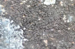 Pyrenopsis polycocca thumbnail 1