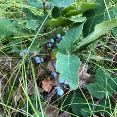 creeping mahonia thumbnail 2