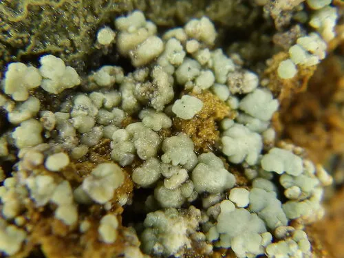 Lecanora handelii