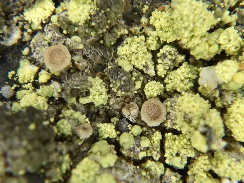 Lecanora gisleriana