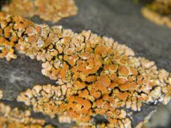 Rock Jewel Lichen thumbnail 1