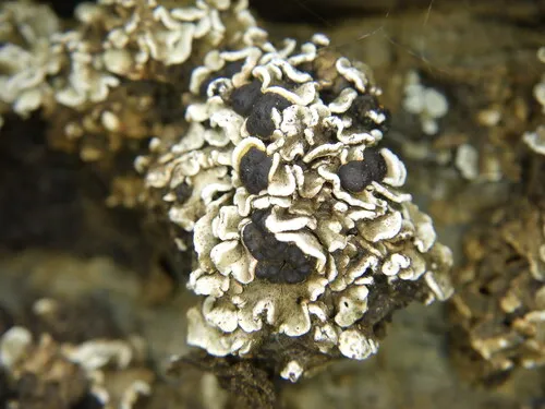 Pea-green Scale Lichen