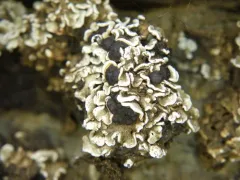 Pea-green Scale Lichen thumbnail 1