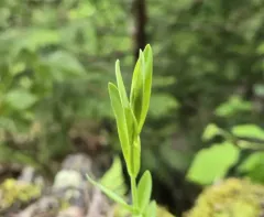 Slender Rockcress thumbnail 3