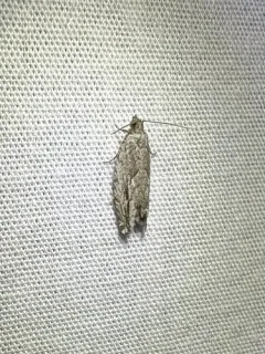 Arrowhead Moth thumbnail 1