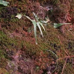 walking fern thumbnail 1