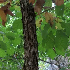 chinkapin oak thumbnail 2