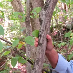 American hornbeam thumbnail 1