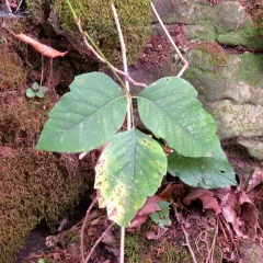 eastern poison ivy thumbnail 2