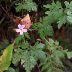 Herb Robert photo