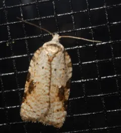 Acleris cervinana thumbnail 4