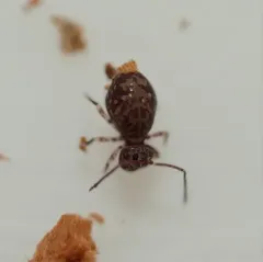 Ptenothrix marmorata thumbnail 2