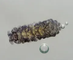 Moss Springtail thumbnail 2