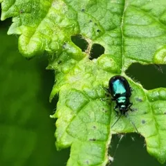 Grape Flea Beetle thumbnail 4