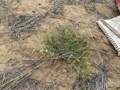Picabo Milkvetch thumbnail 1