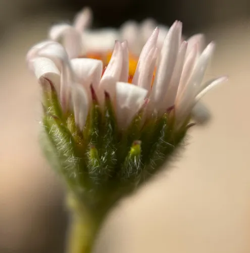 Taprooted Fleabane