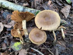 Cortinarius raphanoides thumbnail 4