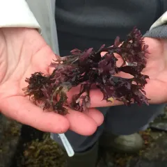 Irish Moss thumbnail 4