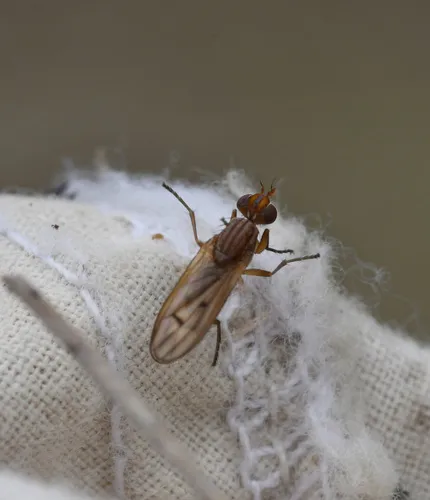 Renocera striata