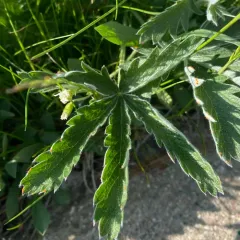 white-leaved cinquefoil thumbnail 4
