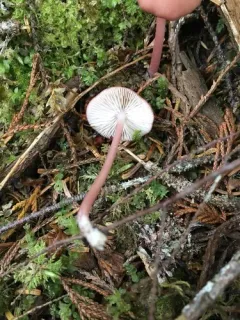 Entoloma subrubineum thumbnail 2